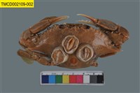 藏品(紅星梭子蟹)的圖片